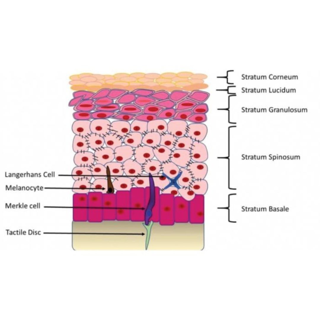 Diagram of skin layers with labeled cells and strata on a white background